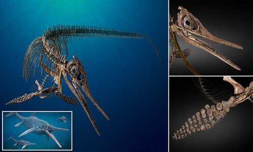 Perfect Fossil Of 8ft-long Ichthyosaur Preserved For 180 Million Years ...