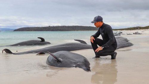 Beached whales Tasmania: Heartbreaking scenes as dozens of pilot whales become stranded in Tasmania