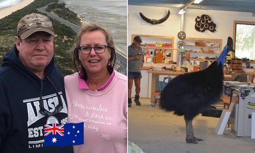 World's most dangerous bird stuns Aussie carpenter after strolling into his shed - and the bird known as 'Romper Stomper' often stops by the local pub