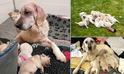 Starving golden retriever who was dumped in a field and left for days while heavily pregnant 'after being used for backyard breeding' finds a loving home in time for Christmas - along with her eight puppies