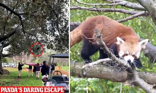Shocking moment an adorable Red Panda that ESCAPED from Adelaide Zoo is SHOT out of a tree - but zookeepers say there is a happy ending