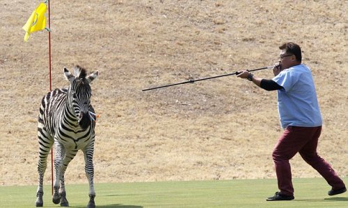 Mikuni West Farm zebra dies after it escapes and leads police on a chase