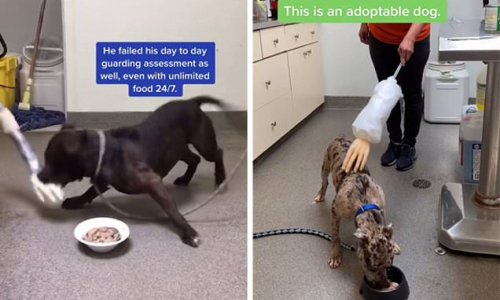 Vet shares her ONE trick for testing if a dog is too dangerous for adoption - as the surprising breeds you should never own are revealed