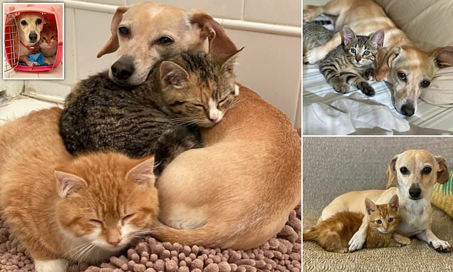 Fur-ever friends! Caring dog has taken on a motherly role and temporarily 'adopted' two VERY shy kittens who were found abandoned in a backyard