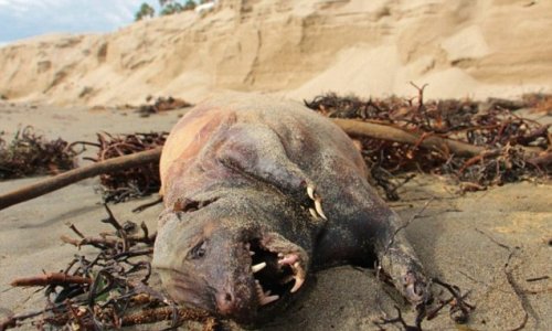 Mystery dead creature washes up on exclusive a beach in Santa Barbara, California
