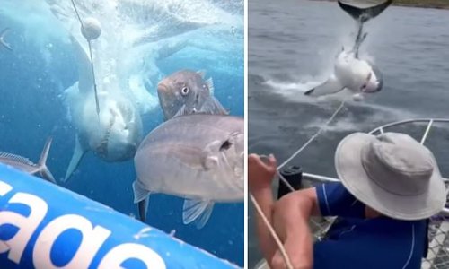 Heart-stopping moment an ENORMOUS great white shark leaps from water
