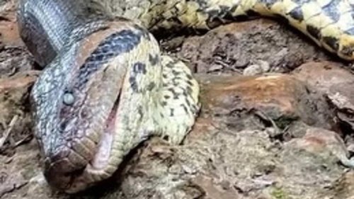 World's largest snake is 'shot dead' by 'sick' hunters in the Amazon rainforest - just a month after...