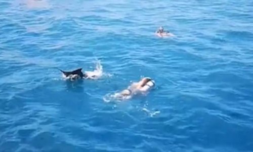 Scuba Diving Tourists Are Inches From Being Speared After An Aggressive 