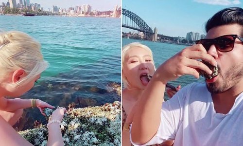 Diners eat CONTAMINATED oysters off the rocks in Sydney Harbour