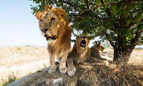 ISIS fanatics are mauled to death and eaten by LIONS while hiding out during battle over gas reserves in Mozambique
