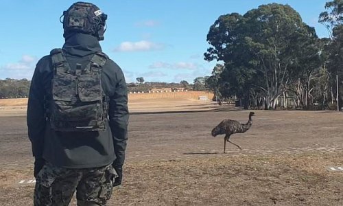Emu steps onto firing range as South Koreans take a break from firing