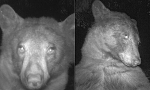 No filter! Colorado black bear takes nearly 400 selfies in wildlife camera that most creatures just 'walk right by'