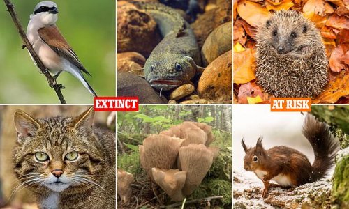 Britain's lost world: How more than 400 species - including mammals, birds and plants - have become extinct over the past 200 years... and 1,188 MORE could follow without rapid action