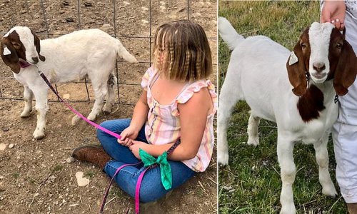 California girl, 9, sues state fair after her pet goat was sold and BARBECUED after her mom entered it for auction - and cops are sent hundreds of miles to retrieve it when family took it back