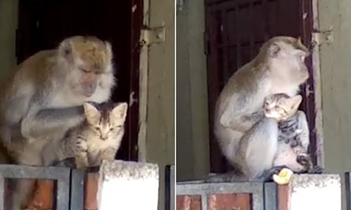 Wild monkey kidnaps a kitten so it can groom it on top of a wall... and cat is happy to play along