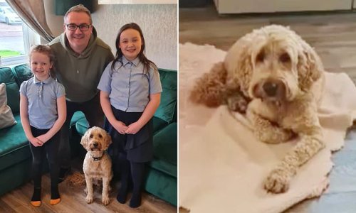 Gone walkies! Brendan the missing cockapoo is reunited with his family after five-day adventure that included taking a dip in the Firth of Forth