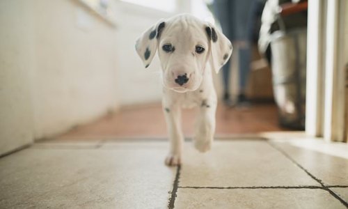 'Pandemic puppies' experiencing behavior challenges