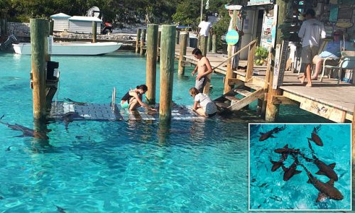 'It was like a scene out of Jaws': Horror as British boy, eight, is savaged by sharks while on family holiday in The Bahamas leaving him with serious leg wounds before being dragged to safety by his sister, 12
