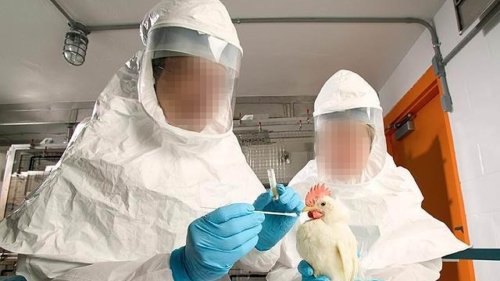 USDA and China CCP lab are creating deadly BIRD FLU viruses as part of $1m collaboration - and YOU...