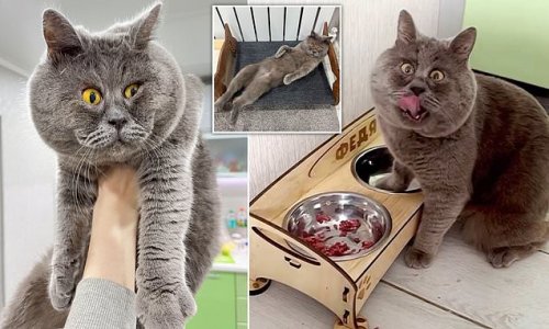 Cat-solutely fabulous! Cross-eyed rescue feline becomes a viral sensation thanks to his fluffy fur and unusual stare