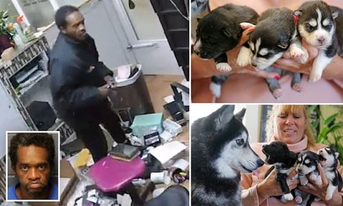 Homeless man steals six Husky puppies worth $1,200 each from pet salon