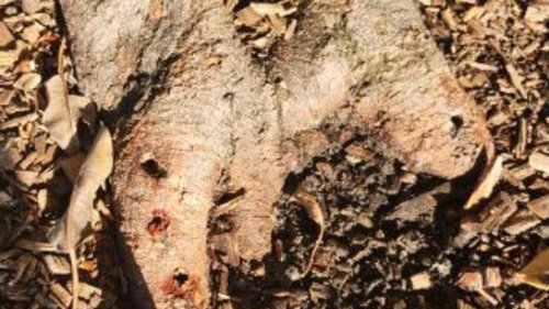 Balmoral Sydney residents outraged as nine historic fig trees are discovered drilled and poisoned in...