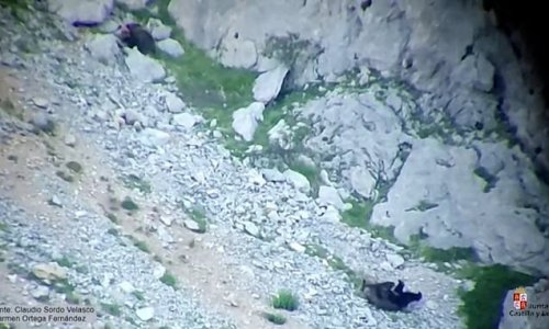 Jaw-dropping moment mother bear defends her cub in death fight with 500lb male before they both tumble off steep rocky cliff with her rival dying before she vanishes