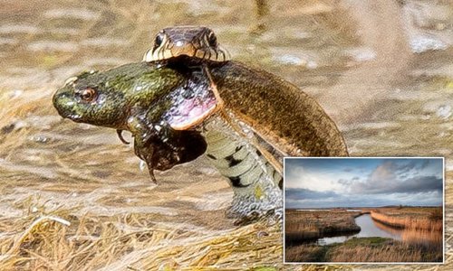 Frog in your throat! Incredible moment three-foot grass snake devours its prey in a Kent marshland is pictured