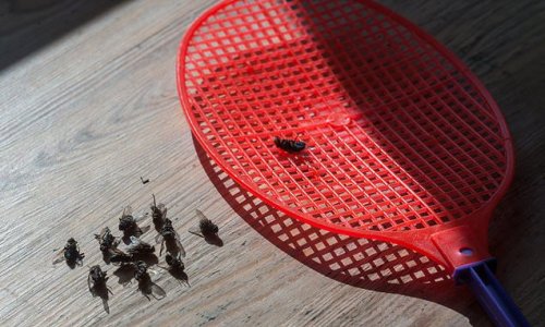 Think twice before killing that fly! Insects DO feel pain and should be included in animal welfare protections, scientists claim as insect farming ramps up