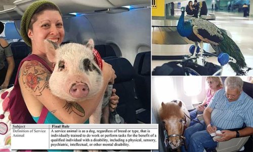 Pigs won't fly! Emotional-support animals are BANNED from airplane cabins: Transport department rules only service dogs can travel with their owners and other pets will have to go in the hold for a fee