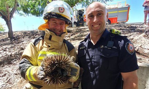 Firefighters pose for a picture with echidna they rescued