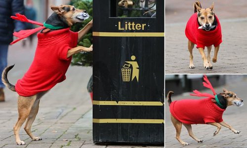 Good girl! Dog takes lead on littered streets as she picks up discarded rubbish and dumps it in nearest bin