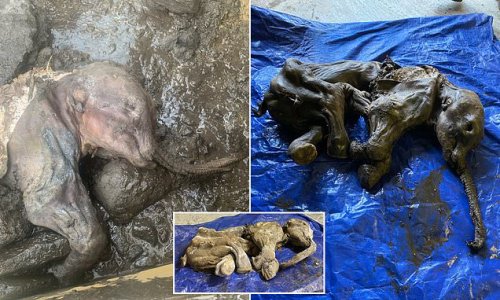 Most complete baby mammoth in North America is FOUND: Female calf that lived some 30,000 years ago in Yukon was frozen in permafrost that kept its skin intact