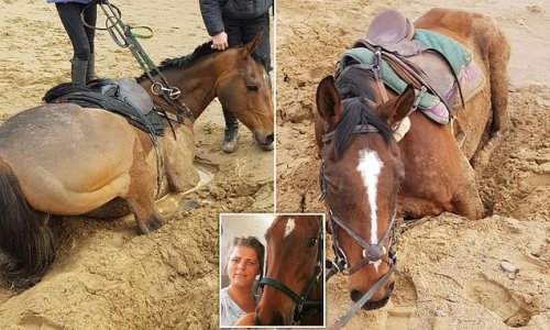 Two horses are rescued by firefighters after getting stuck for an hour in QUICKSAND