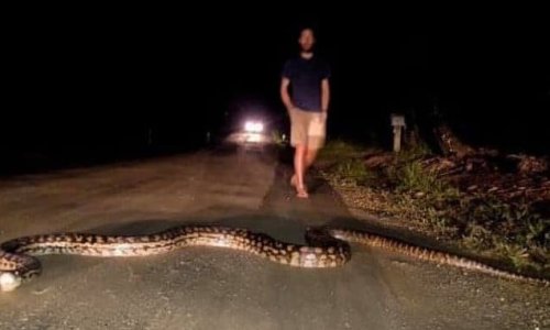 A pic of a scrub python snake crossing road has mesmerised Aussies
