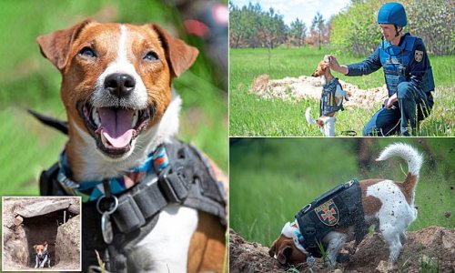 A day in the war zone with Patron: Ukraine’s pint-sized sniffer dog hero who has detected more than 200 deadly Russian landmines and was the only one who didn’t duck when a shell exploded nearby