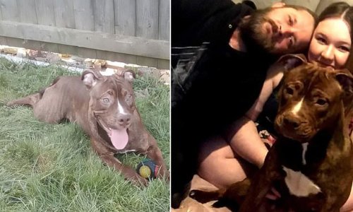 Family left devastated as eight-month-old dog dies from parvovirus while in police kennel after it was seized over fears it was banned Pitbull Terrier