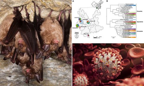 Covid-like virus is discovered lurking in bats in southern China - and scientists say it has the potential to jump to HUMANS