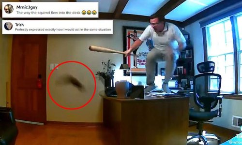 The perils of working from home! Man leaps on to his desk while screaming hysterically as giant squirrel emerges from fireplace