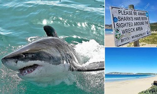 Holidaymaker, 39, is killed by great white shark in shallow water off coast of South Africa during early morning swim to celebrate bank holiday