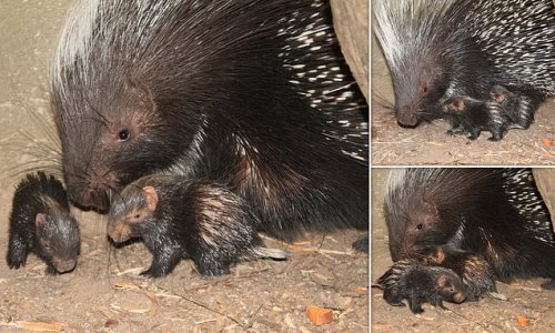 'Spiky bundles of joy!' Two adorable baby PORCUPINES are born at London Zoo