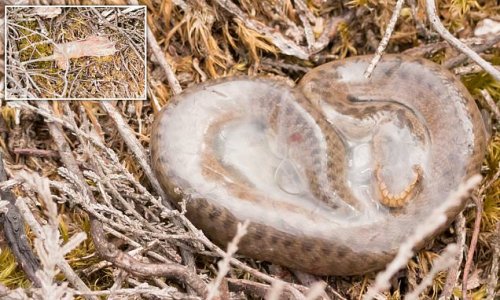 Skin-crawling footage reveals the moment an adder slithers out its amniotic sac
