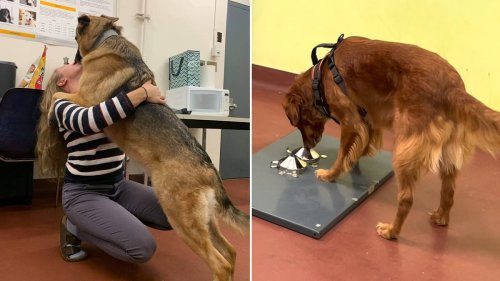 How dogs can be used to detect PTSD: Scientists train pups to sniff out an oncoming flashback by...