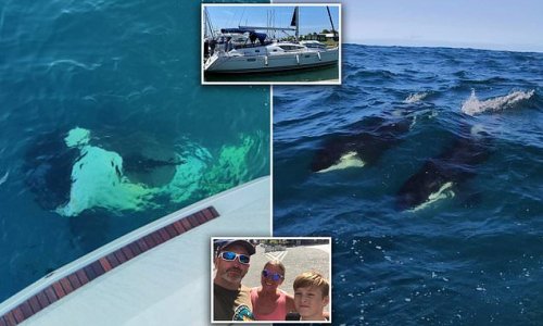 killer whales sink yacht