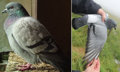 Wild ancestors of feral pigeons that are now extinct in most of the world are discovered living on secluded Scottish and Irish islands