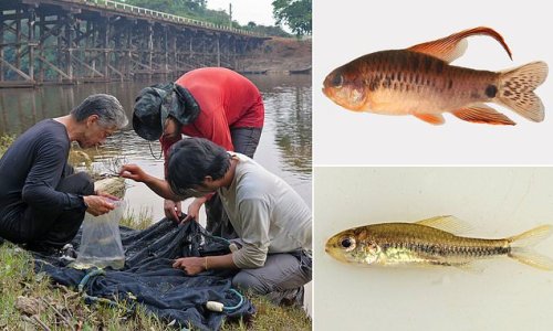 Two newly discovered species of Amazonian fish are facing 'imminent extinction' due to deforestation in the Brazilian rainforest