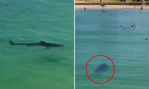 Terrifying moment a massive shark heads towards swimmers at a busy beach just days after a teenage girl was mauled to death