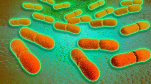 Urgent recall on chicken products after deadly listeria bacteria found: Supermarket giant puts out stark warning