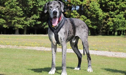 Dogs are NOT seven times as old as a human. study finds