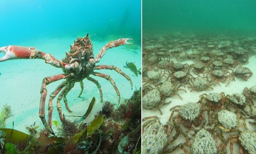 Cornwall beach visitors reassured spider crabs are NOT dangerous to humans – after thousands of the crustaceans appeared off the coast in tourist hot spots including Newquay, St Ives and St Austell